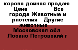 корова дойная продаю › Цена ­ 100 000 - Все города Животные и растения » Другие животные   . Московская обл.,Лосино-Петровский г.